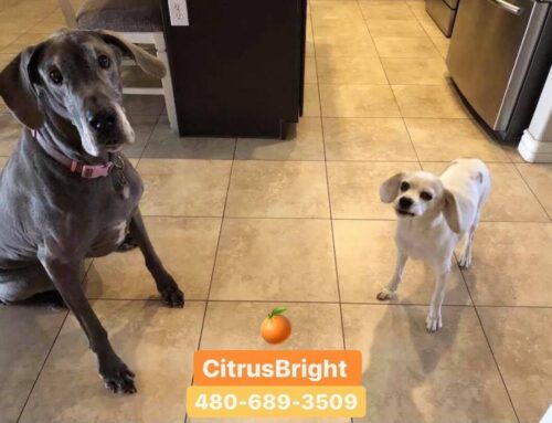 Effective Ways For Removing Pet Odors From Your Carpets