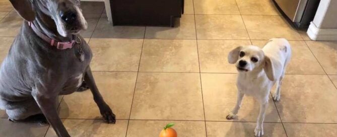 pet odor removal services citrus bright floor cleaning