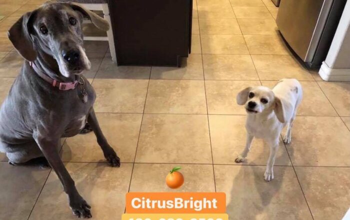 pet odor removal services citrus bright floor cleaning