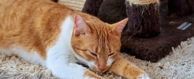 can i get pet odor out of my carpet