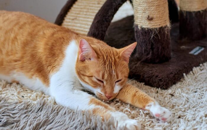 can i get pet odor out of my carpet