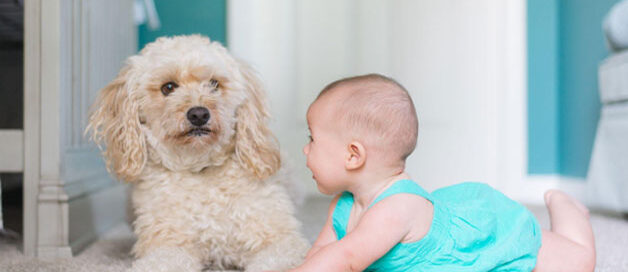 how to clean a carpet to reduce disease