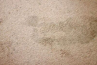 identifying the cause of recurring carpet stains