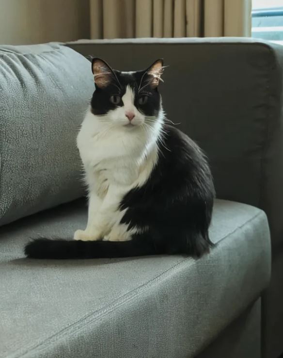 A cat resting on a clean, freshly treated fabric sofa