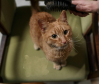 Explore Citrus Bright’s guide to removing pet stains from upholstery in San Tan Valley. Call (480) 689-3509 for professional pet-safe cleaning services!