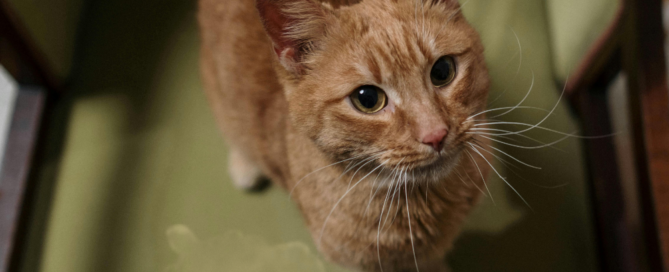 Explore Citrus Bright’s guide to removing pet stains from upholstery in San Tan Valley. Call (480) 689-3509 for professional pet-safe cleaning services!