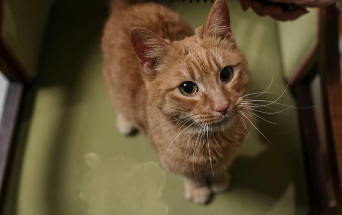 Explore Citrus Bright’s guide to removing pet stains from upholstery in San Tan Valley. Call (480) 689-3509 for professional pet-safe cleaning services!