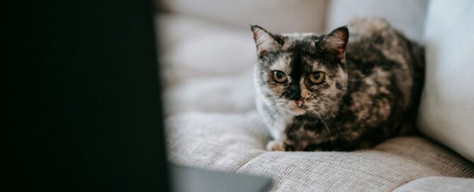 Explore pet-friendly upholstery fabrics with Citrus Bright. For expert advice on keeping furniture clean, call (480) 689-3509 today!