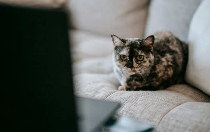 Explore pet-friendly upholstery fabrics with Citrus Bright. For expert advice on keeping furniture clean, call (480) 689-3509 today!