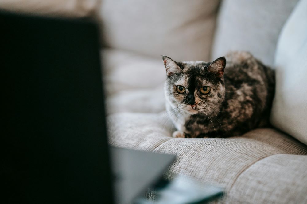 Explore pet-friendly upholstery fabrics with Citrus Bright. For expert advice on keeping furniture clean, call (480) 689-3509 today!