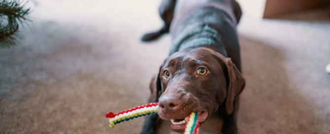 Learn immediate steps for cleaning pet accidents on carpets with Citrus Bright. Call (480) 689-3509 for professional stain and odor removal!