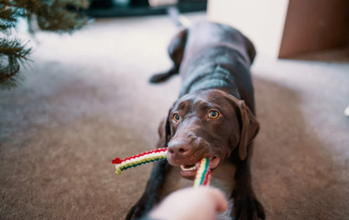 Learn immediate steps for cleaning pet accidents on carpets with Citrus Bright. Call (480) 689-3509 for professional stain and odor removal!