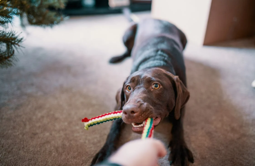Learn immediate steps for cleaning pet accidents on carpets with Citrus Bright. Call (480) 689-3509 for professional stain and odor removal!