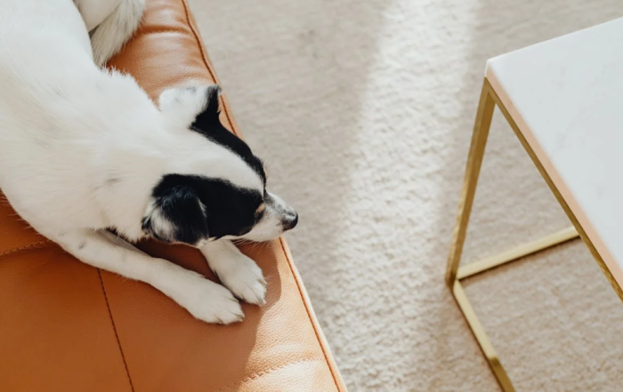 Eliminate pet odors with expert pet treatment solutions from Citrus Bright. Call (480) 689-3509 to schedule a cleaning and refresh your home!