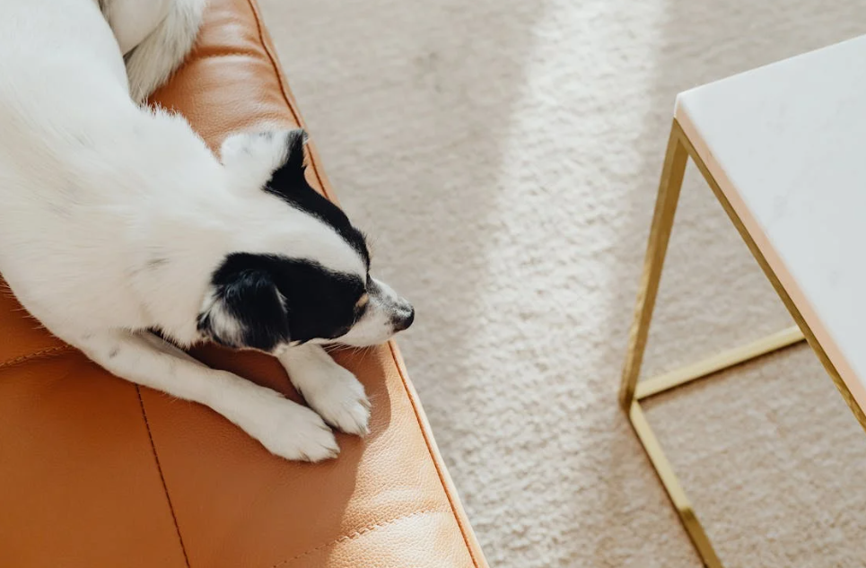 Eliminate pet odors with expert pet treatment solutions from Citrus Bright. Call (480) 689-3509 to schedule a cleaning and refresh your home!