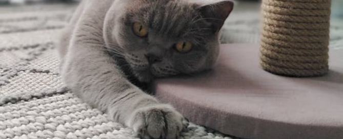 Citrus Bright professional carpet cleaning in Gilbert—pet-safe method removes allergens and fur. Call (480) 689-3509.