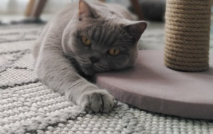 Citrus Bright professional carpet cleaning in Gilbert—pet-safe method removes allergens and fur. Call (480) 689-3509.